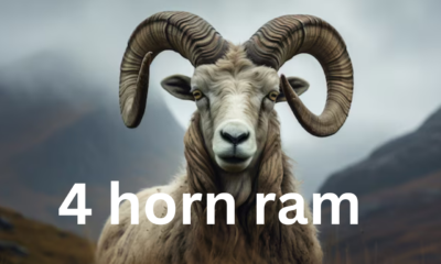 Caring for Your Four-Horned Ram: Tips for Owners and Enthusiasts