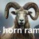 Caring for Your Four-Horned Ram: Tips for Owners and Enthusiasts