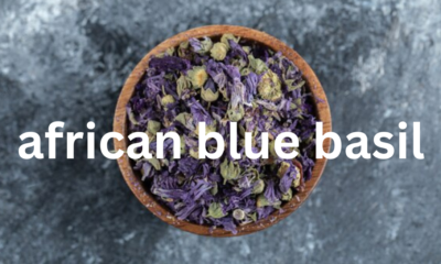 African Blue Basil: A Unique and Hardy Herb