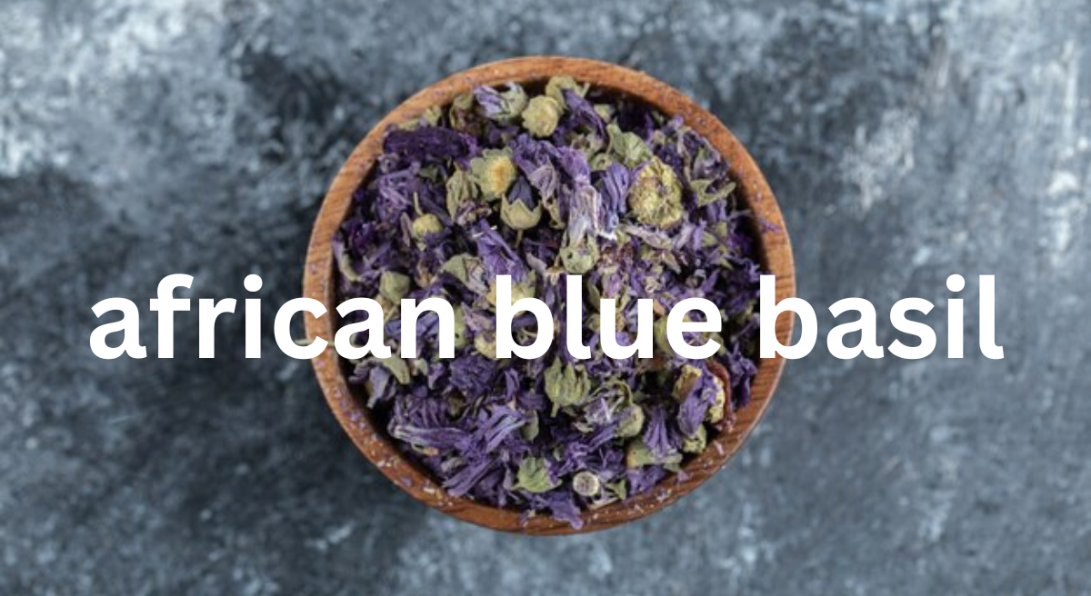 African Blue Basil: A Unique and Hardy Herb