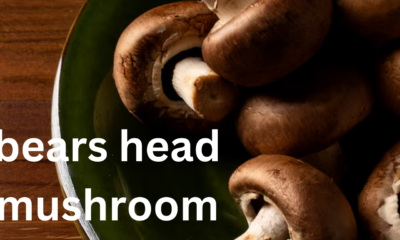 From Forest to Table: The Journey of the Bears Head Mushroom