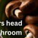 From Forest to Table: The Journey of the Bears Head Mushroom