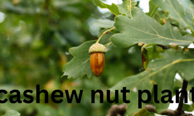 The Cashew Nut Plant: A Complete Guide