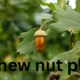 The Cashew Nut Plant: A Complete Guide