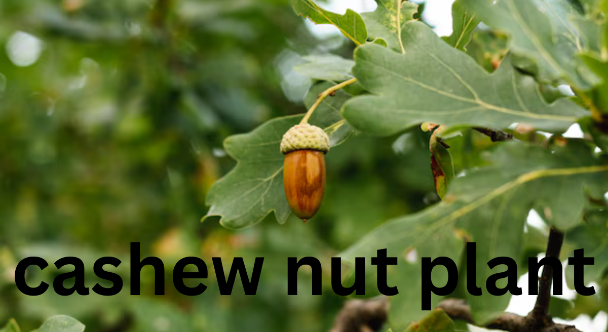 The Cashew Nut Plant: A Complete Guide