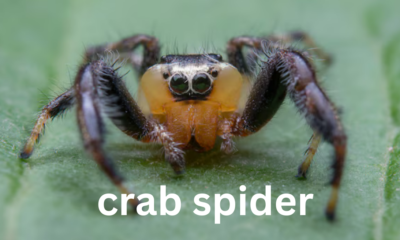 Crab Spider: A Master of Camouflage and Ambush