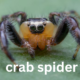 Crab Spider: A Master of Camouflage and Ambush