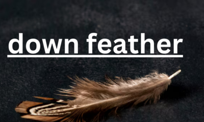 Understanding Down Feathers: Nature's Insulator