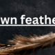 Understanding Down Feathers: Nature's Insulator