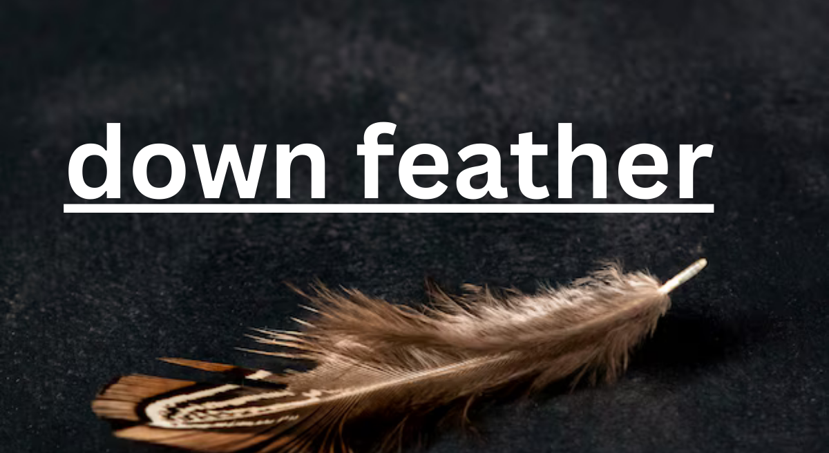 Understanding Down Feathers: Nature's Insulator