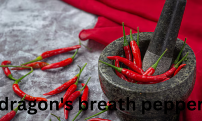 Dragon's Breath Pepper: A Fiery Marvel of the Pepper World