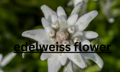 The Enigmatic Edelweiss: A Symbol of Alpine Beauty