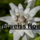 The Enigmatic Edelweiss: A Symbol of Alpine Beauty