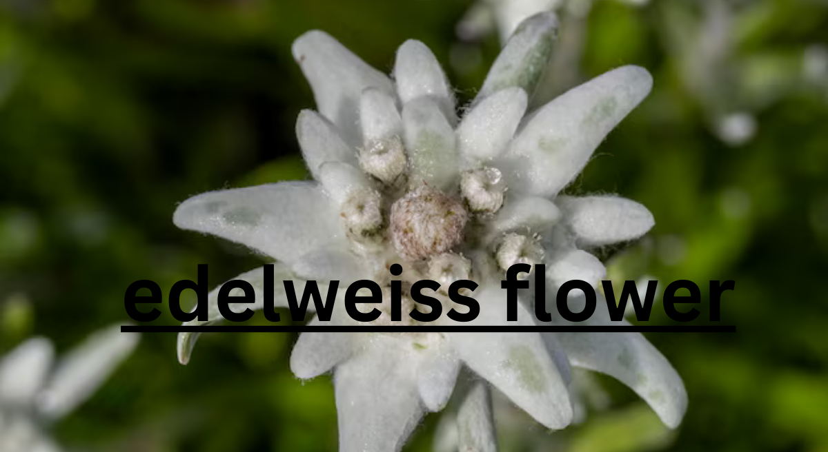 The Enigmatic Edelweiss: A Symbol of Alpine Beauty