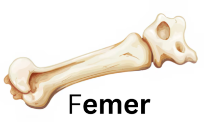 The Femur: Anatomy, Function, and Clinical Significance