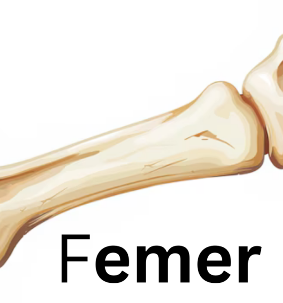 The Femur: Anatomy, Function, and Clinical Significance