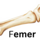 The Femur: Anatomy, Function, and Clinical Significance