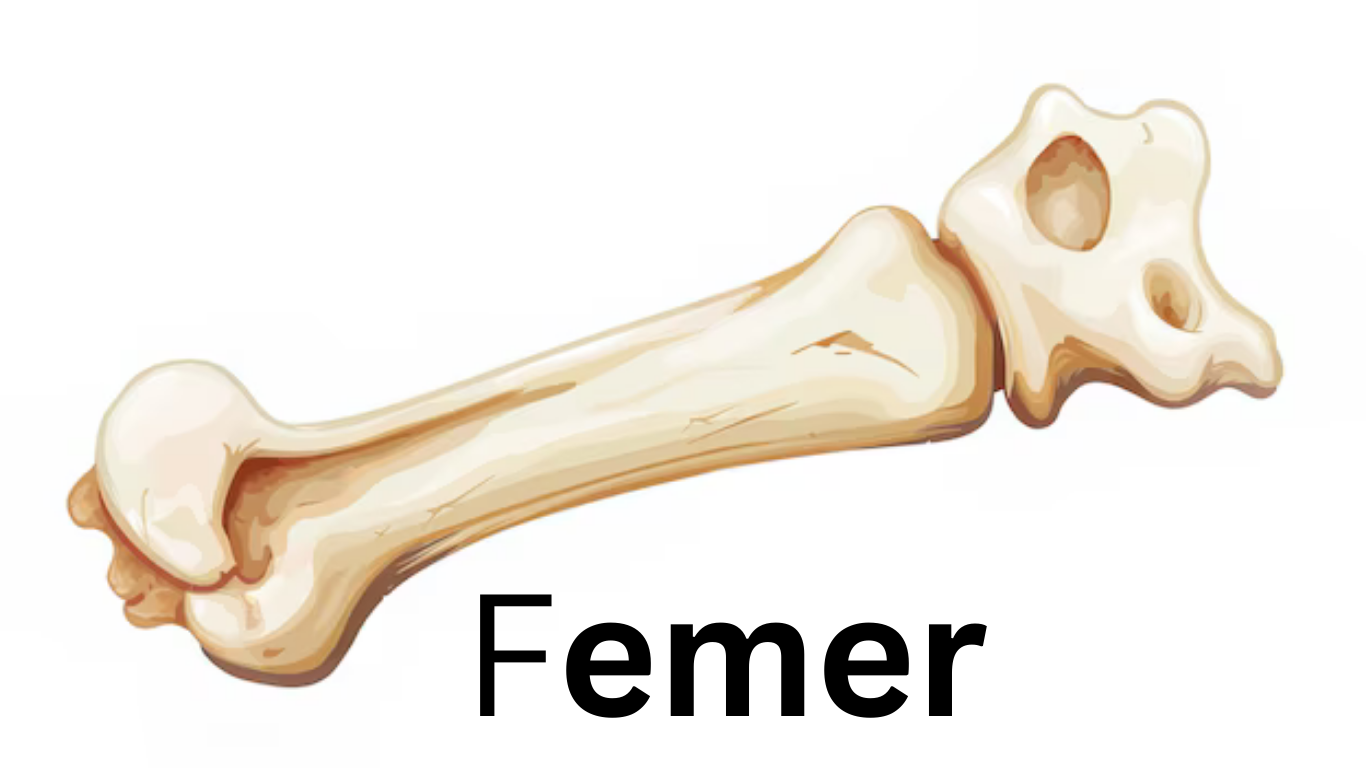 The Femur: Anatomy, Function, and Clinical Significance