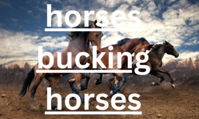 Understanding Horses Bucking: Causes, Prevention, and Training Solutions