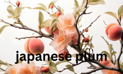 Japanese Plum: A Delicate Fruit with Versatile Uses