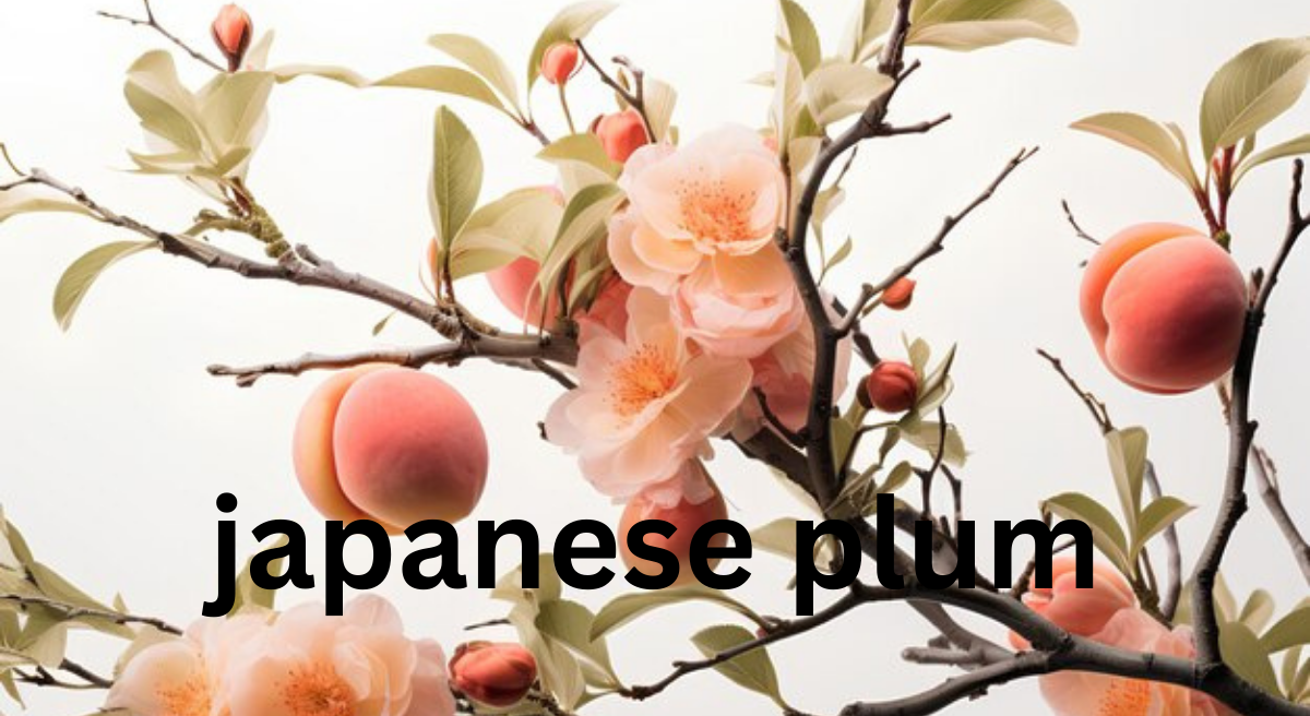 Japanese Plum: A Delicate Fruit with Versatile Uses