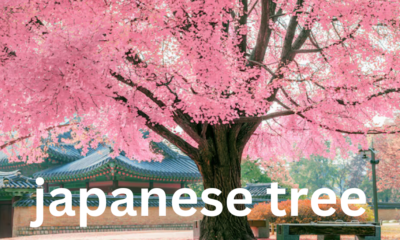 The Beauty of Japanese Trees: A Cultural and Natural Wonder