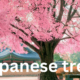 The Beauty of Japanese Trees: A Cultural and Natural Wonder