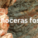 Orthoceras Fossil: A Glimpse Into Earth's Ancient Past