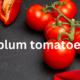 Plum Tomatoes: A Culinary Staple