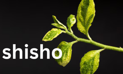 Shiso Leaves: A Versatile Herb in Culinary and Medicinal Use