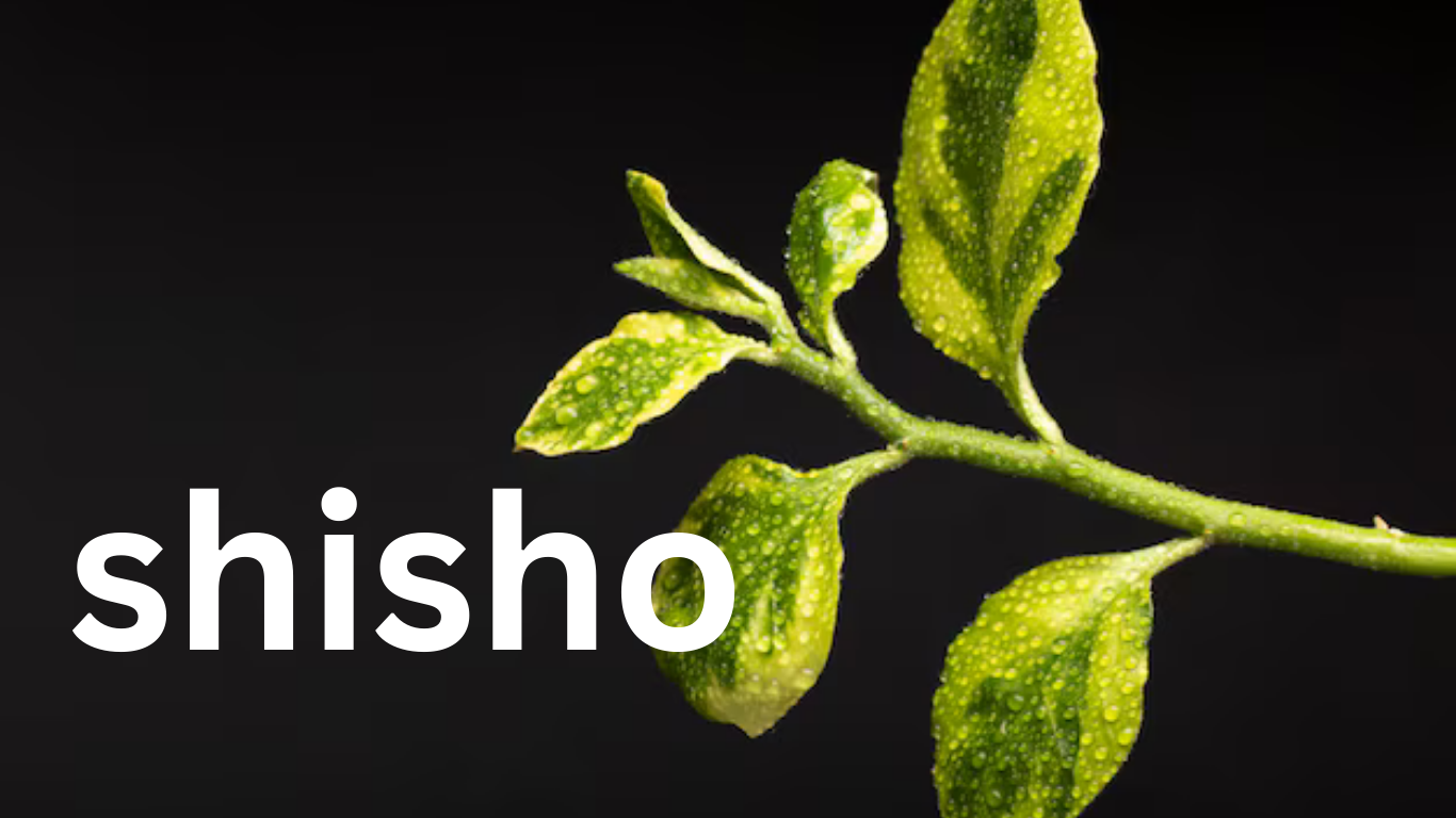 Shiso Leaves: A Versatile Herb in Culinary and Medicinal Use