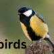 The Fascinating World of Tit Birds