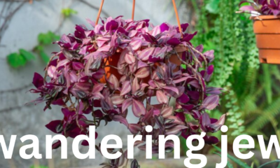 Wandering Jew: A Complete Guide to Care and Propagation