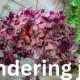 Wandering Jew: A Complete Guide to Care and Propagation