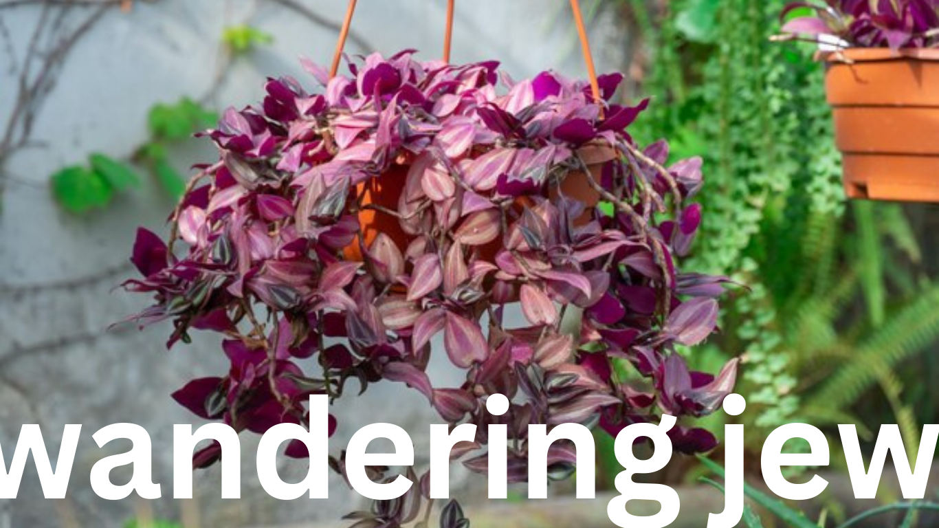 Wandering Jew: A Complete Guide to Care and Propagation