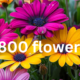 1-800-Flowers: Revolutionizing the Floral Industry