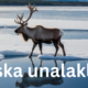 Discovering Unalakleet, Alaska