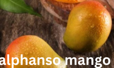 Alphonso Mango: The King of Fruits