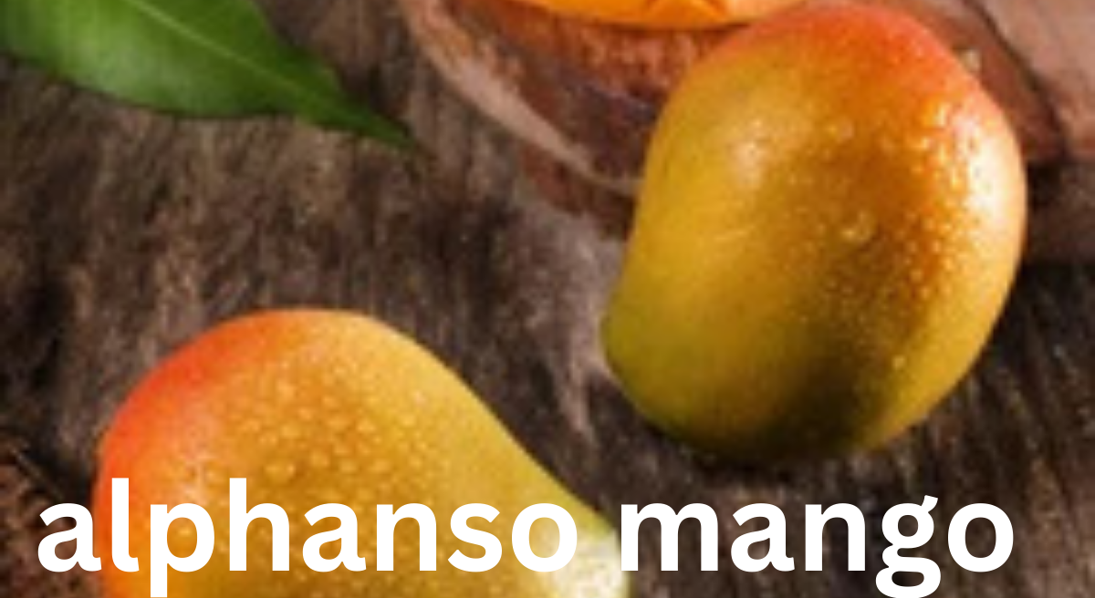 Alphonso Mango: The King of Fruits