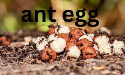 Ant Eggs: Nature’s Tiny Powerhouses