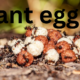 Ant Eggs: Nature’s Tiny Powerhouses