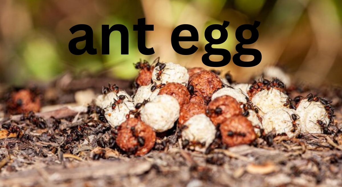 Ant Eggs: Nature’s Tiny Powerhouses