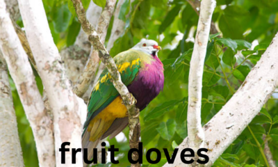 Fruit Doves: Nature's Jewel-Toned Beauties