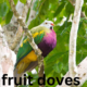 Fruit Doves: Nature's Jewel-Toned Beauties