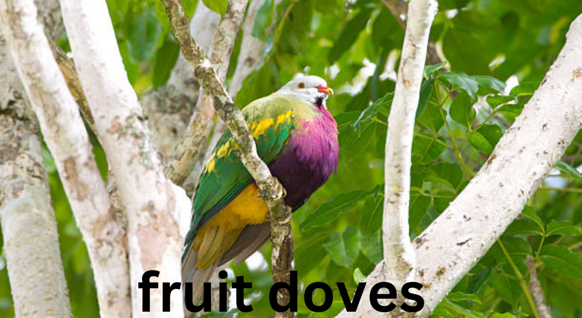 Fruit Doves: Nature's Jewel-Toned Beauties