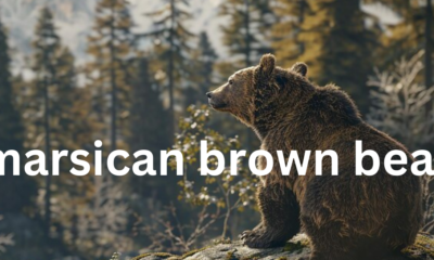 The Marsican Brown Bear: An Endangered Treasure of the Apennines