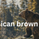 The Marsican Brown Bear: An Endangered Treasure of the Apennines