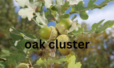 Oak Cluster: An Overview