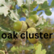 Oak Cluster: An Overview