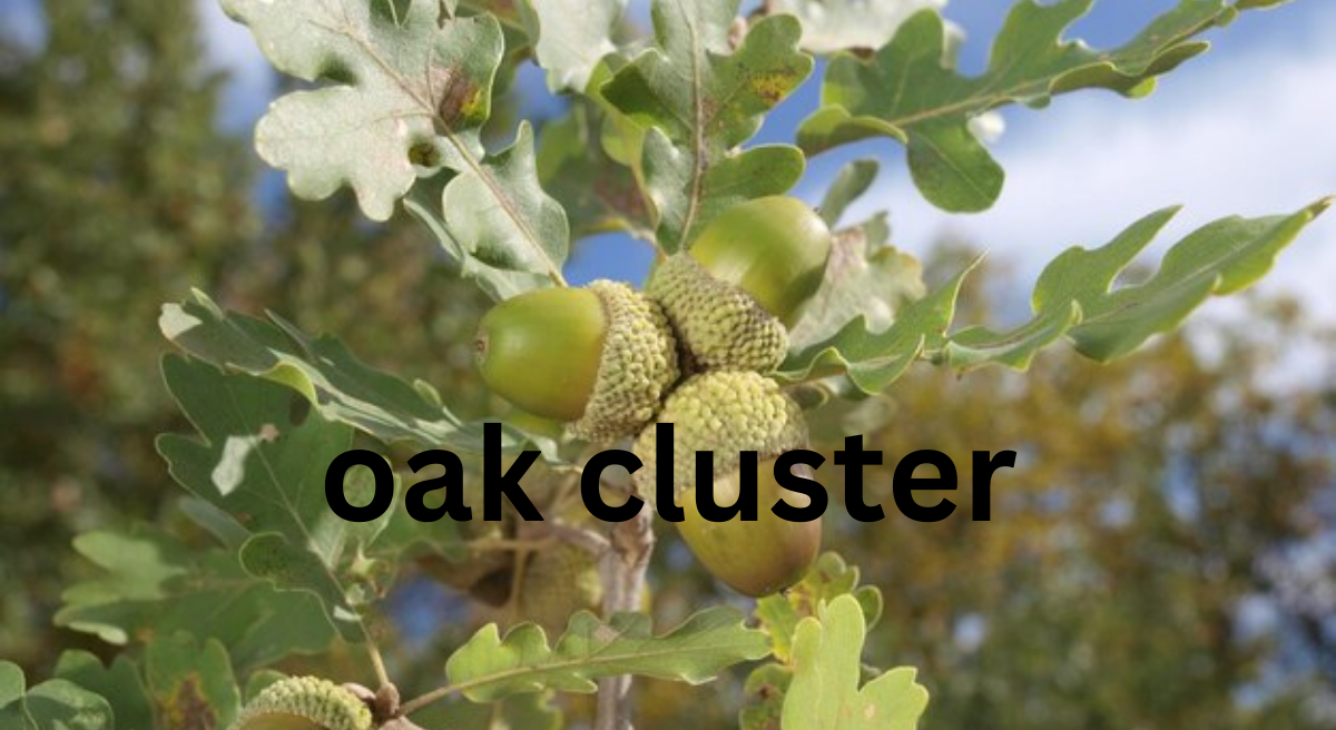 Oak Cluster: An Overview